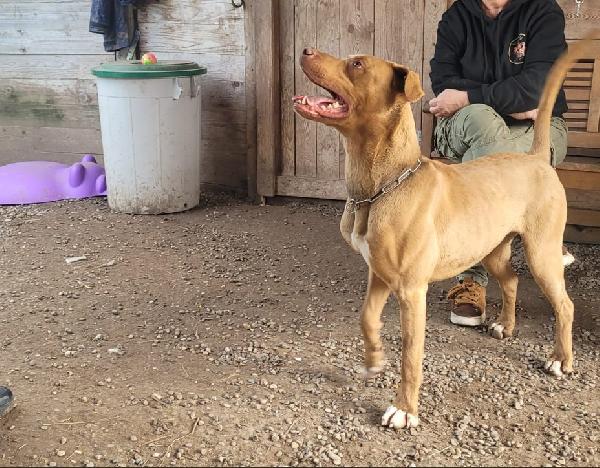 Zoro, splendido simil Pitbull Red Nose Foto 5